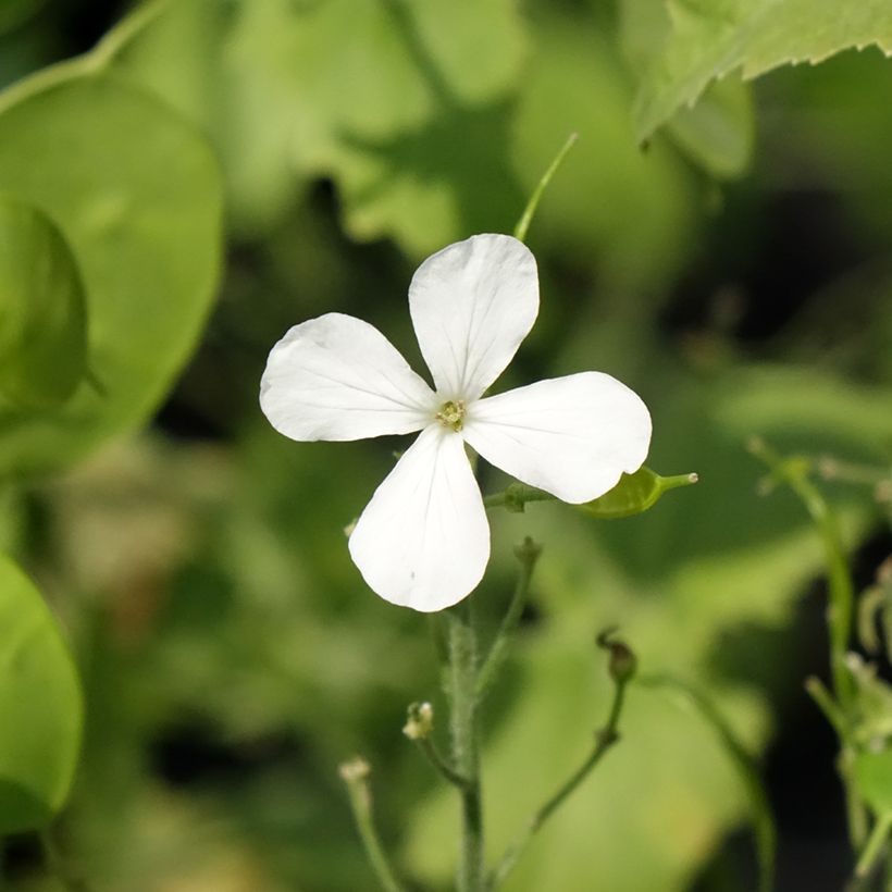 Lunaria annua Alba (Flowering)