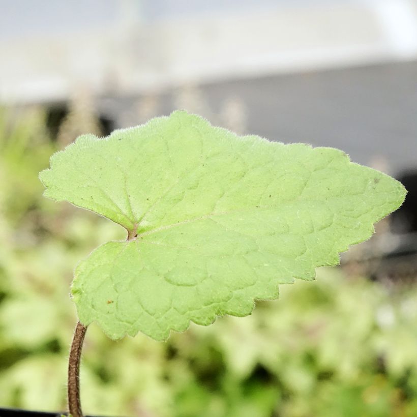 Lunaria annua - Money Plant (Foliage)