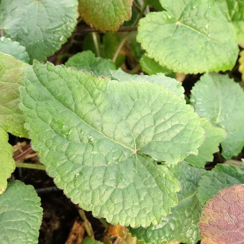 Lunaria annua - Money Plant (Foliage)