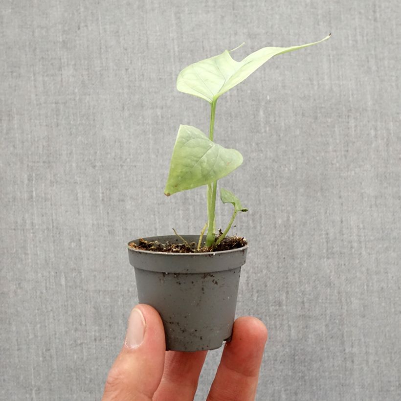Amydrium medium Silver Mini-plante sample as delivered in spring