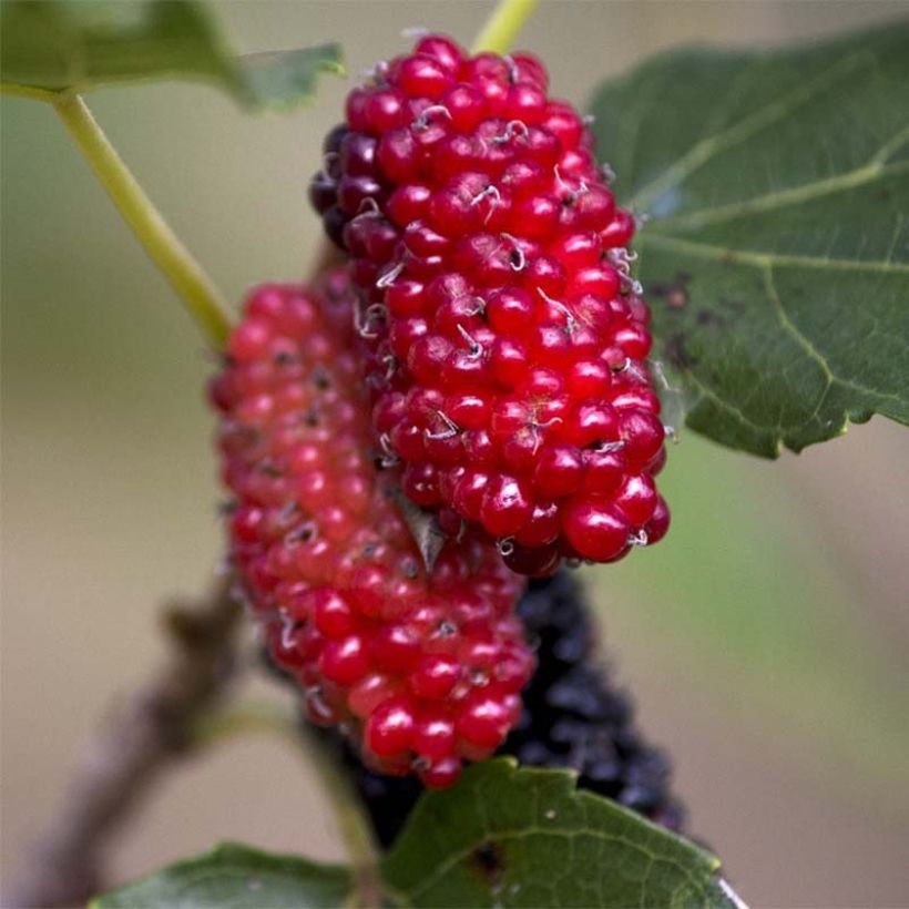 Morus alba Giant Fruit - Mullberry (Harvest)