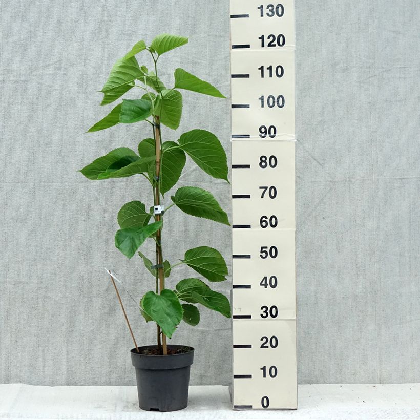 Morus alba Giant Fruit - Mullberry 3L/4L pot sample as delivered in summer
