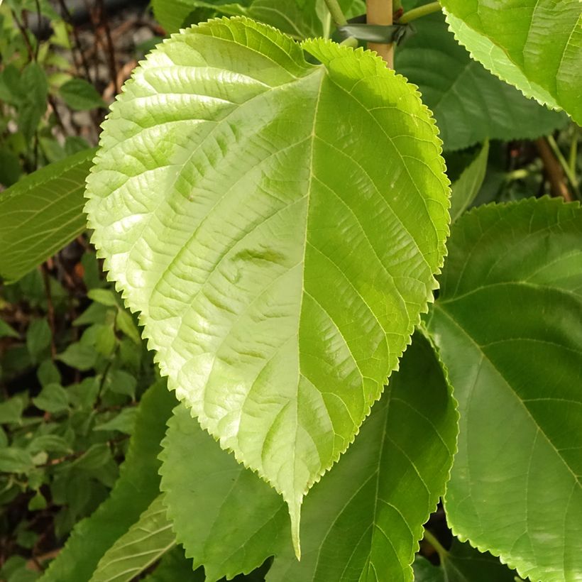 Morus alba Giant Fruit - Mullberry (Foliage)