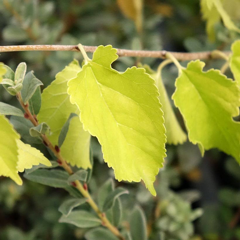 Morus alba Milanowek - White Mulberry (Foliage)