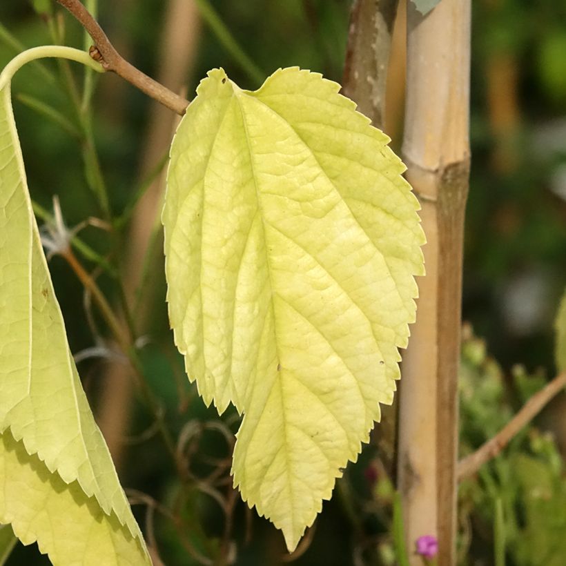 Morus latifolia Spirata (Foliage)