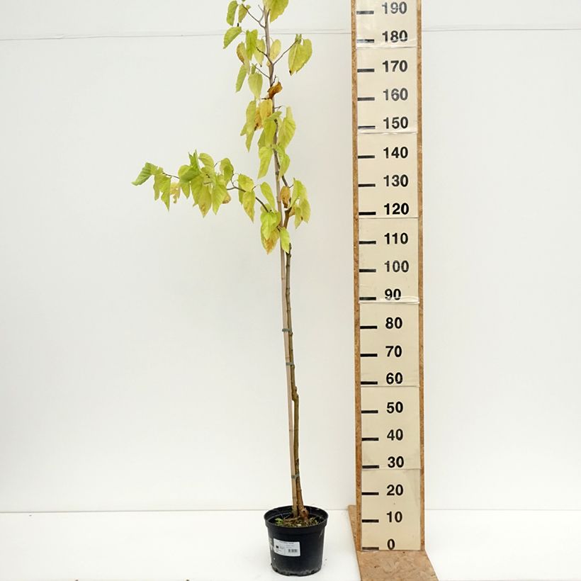 Morus latifolia Spirata 4L/5L pot sample as delivered in summer