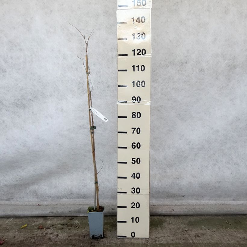 Morus nigra - Mullberry 1.5L/2L pot sample as delivered in autumn