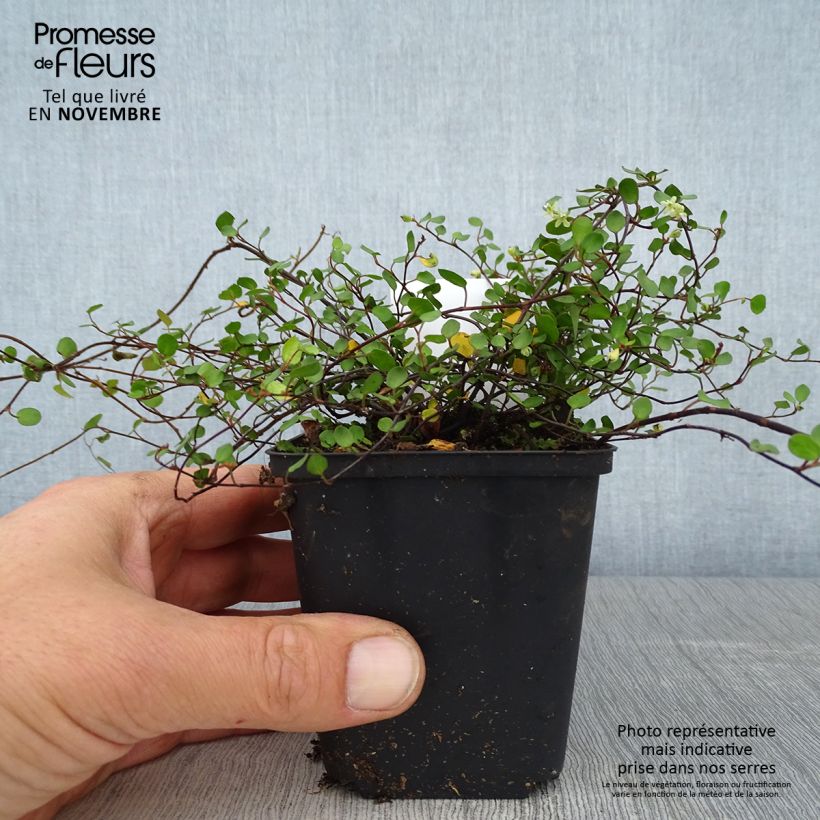 Muehlenbeckia axillaris sample as delivered in autumn