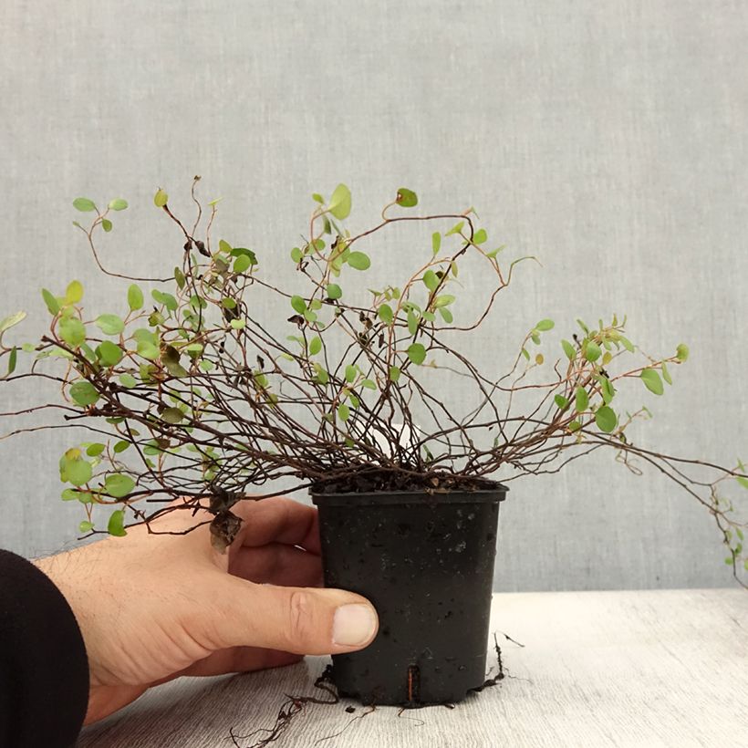 Muehlenbeckia complexa - Maidenhair Vine 8/9 cm pot sample as delivered in autumn