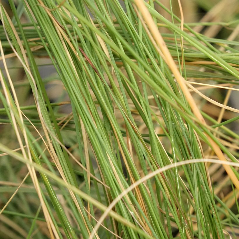Muhlenbergia capillaris (Foliage)