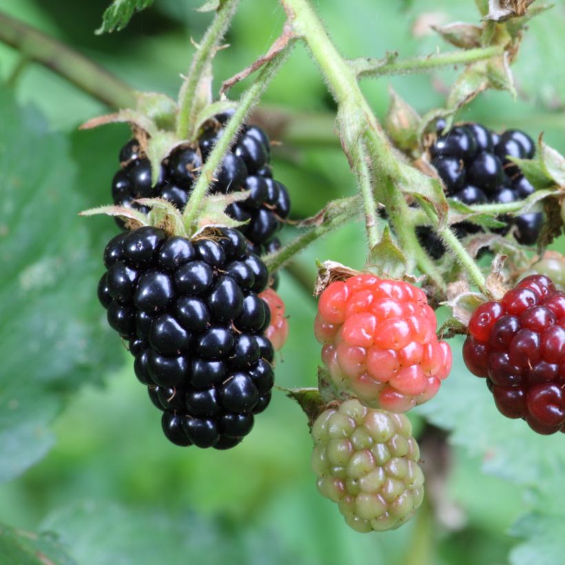 Thornless Blackberry Black Satin - Rubus fruticosus (Harvest)