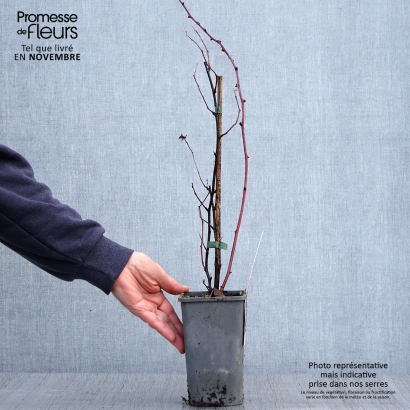 Dorman Red Organic Garden Blackberry 1.5L/2L pot sample as delivered in autumn