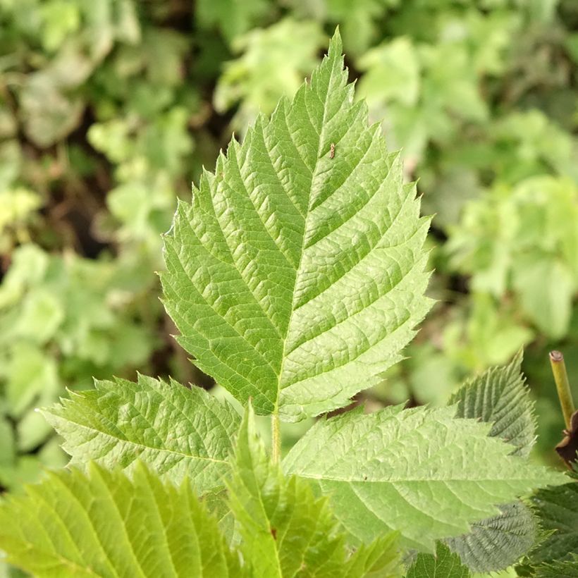 Rubus fruticosus 'Loch Maree' (Foliage)