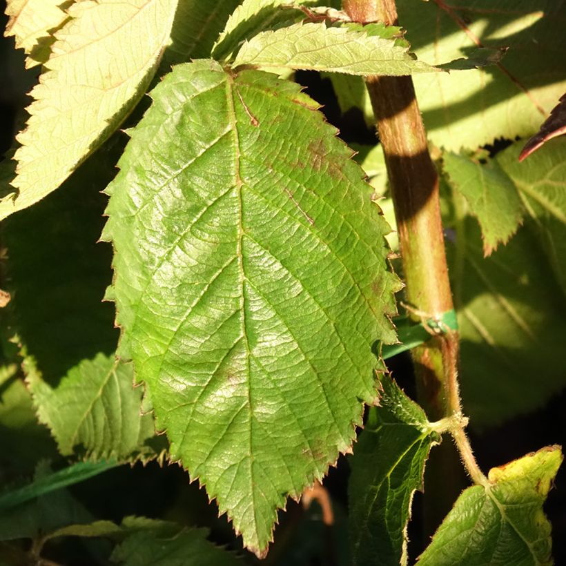 Blackberry Lucky Berry - Rubus fruticosus (Foliage)