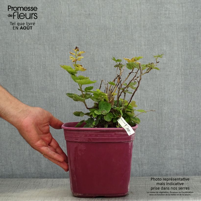 Rubus fruticosus Purple Opal - Blackberry 4L/5L pot sample as delivered in summer