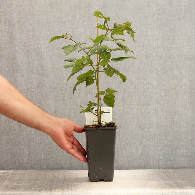 Everbearing Blackberry Reuben  - Rubus fruticosus 1.5L/2L potShipped height around 40cm sample as delivered in summer