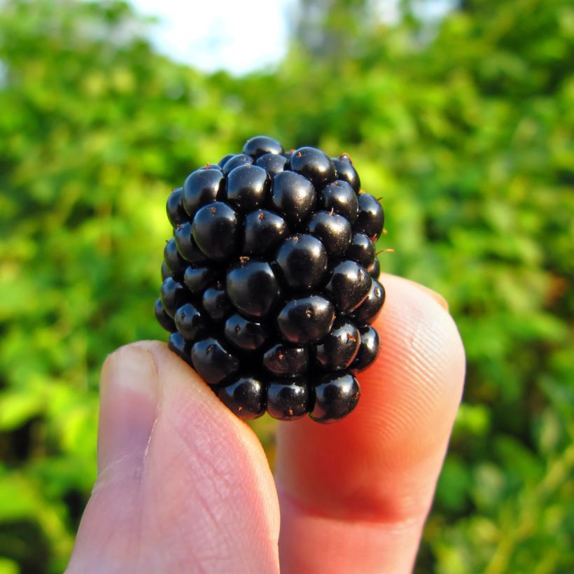 Everbearing Blackberry Reuben  - Rubus fruticosus (Harvest)