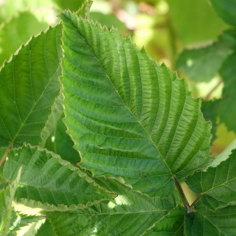 Rubus fruticosus Navaho - Thornless Blackberry (Foliage)