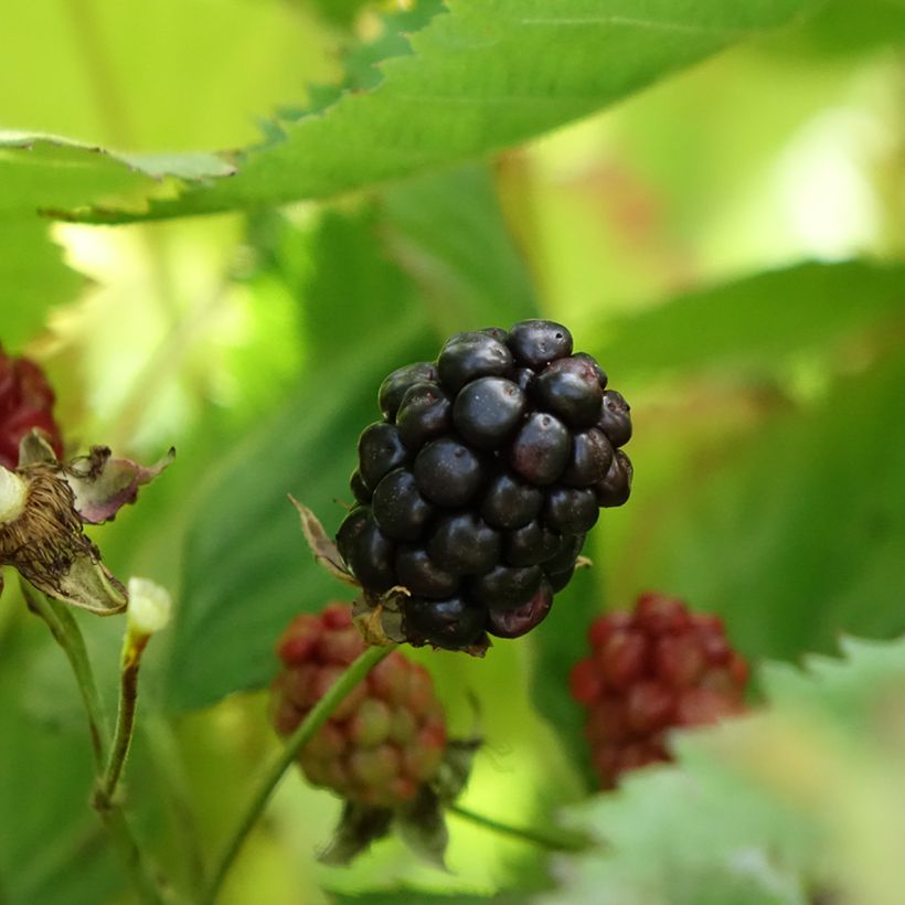 Rubus fruticosus Navaho - Thornless Blackberry (Harvest)