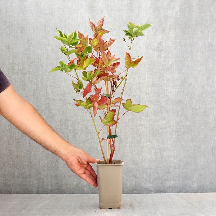 Rubus fruticosus Navaho - Thornless Blackberry 1.5L/2L pot, Clump sample as delivered in summer