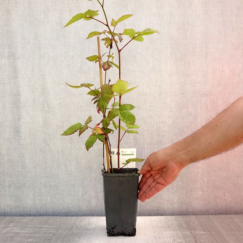 Blackberry Asterina - Rubus fruticosus 1.5L/2L potShipped height around 30/40cm sample as delivered in summer