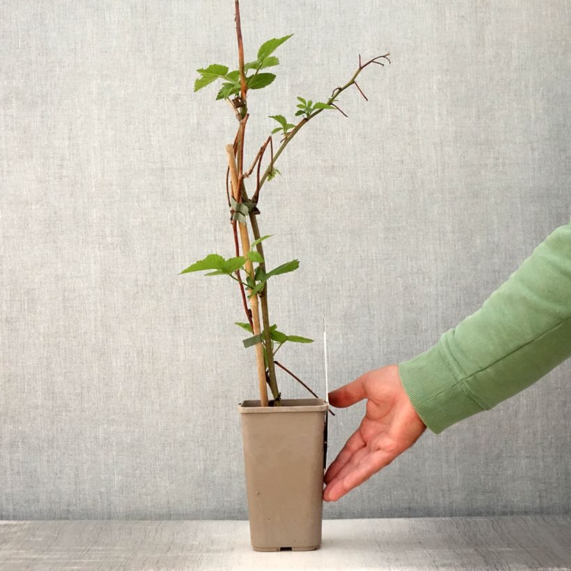 Rubus fruticosus 'Dirksen' 1.5L/2L potShipped height around 20/30cm sample as delivered in summer
