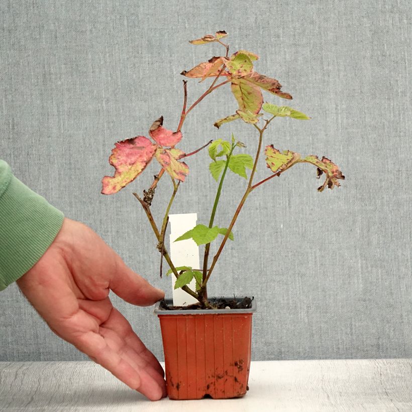 Rubus fruticosus 'Dirksen' 8/9 cm pot sample as delivered in summer