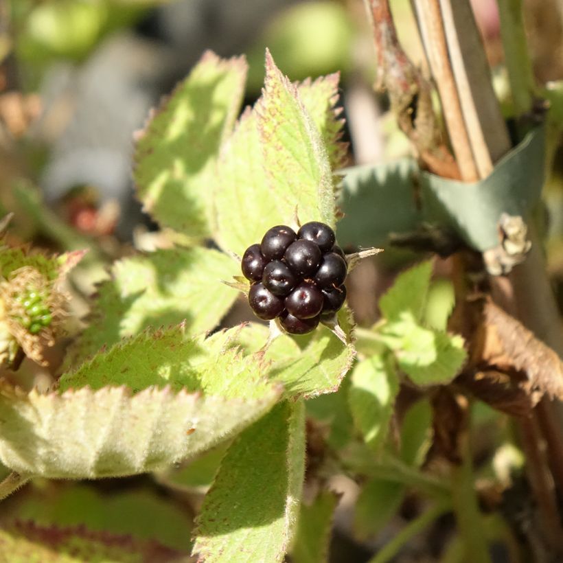 Rubus fruticosus 'Loch Maree' (Harvest)