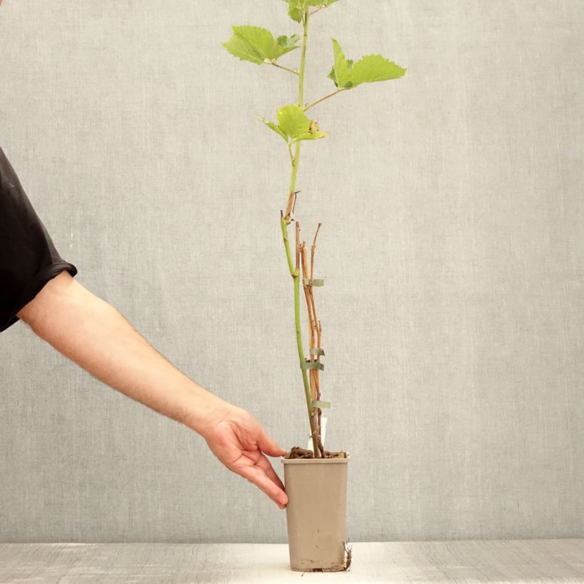 Rubus fruticosus 'Navaho Big and Early' 1.5L/2L pot, ClumpShipped height around 20/30cm sample as delivered in summer