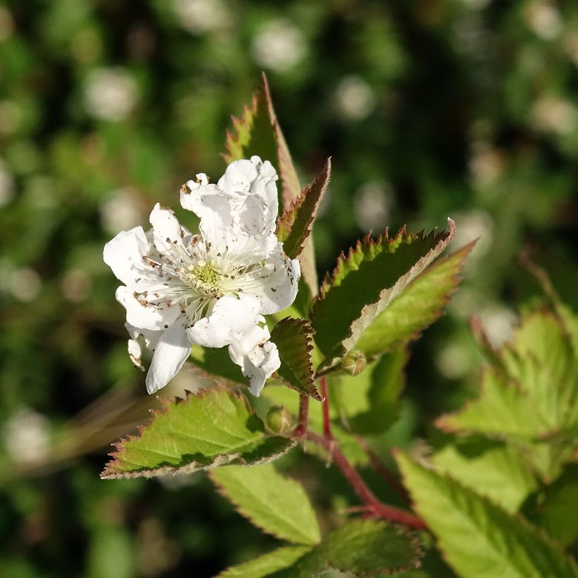 Thornless Blackberry Navaho - Rubus fruticosus (Flowering)