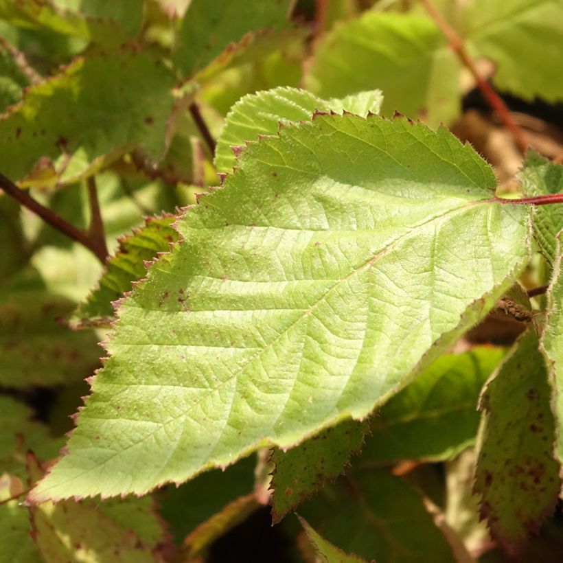 Thornless Blackberry Oregon Thornless - Rubus fruticosus (Foliage)