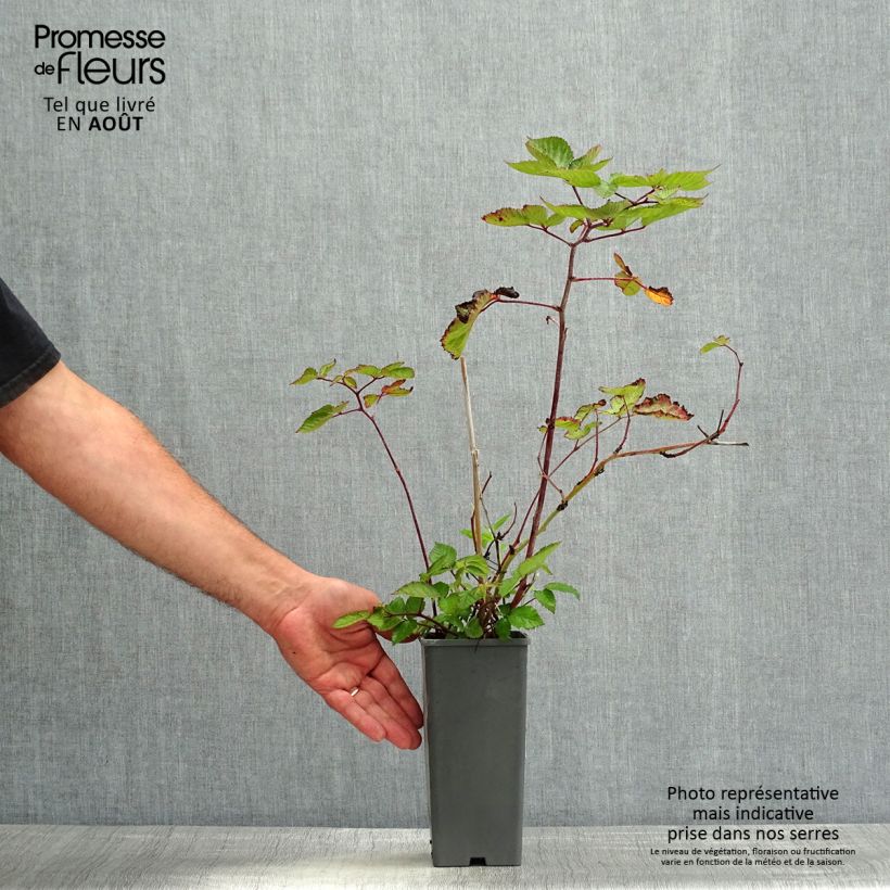 Thornless Blackberry Oregon Thornless - Rubus fruticosus 1.5L/2L potShipped height around 30/40cm sample as delivered in summer