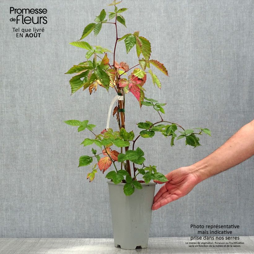 Thornless Blackberry Oregon Thornless - Rubus fruticosus 2L/3L potShipped height around 80/120cm sample as delivered in summer