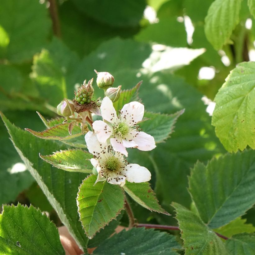 Thornless Blackberry Triple Crown Bio - Rubus fruticosus (Flowering)