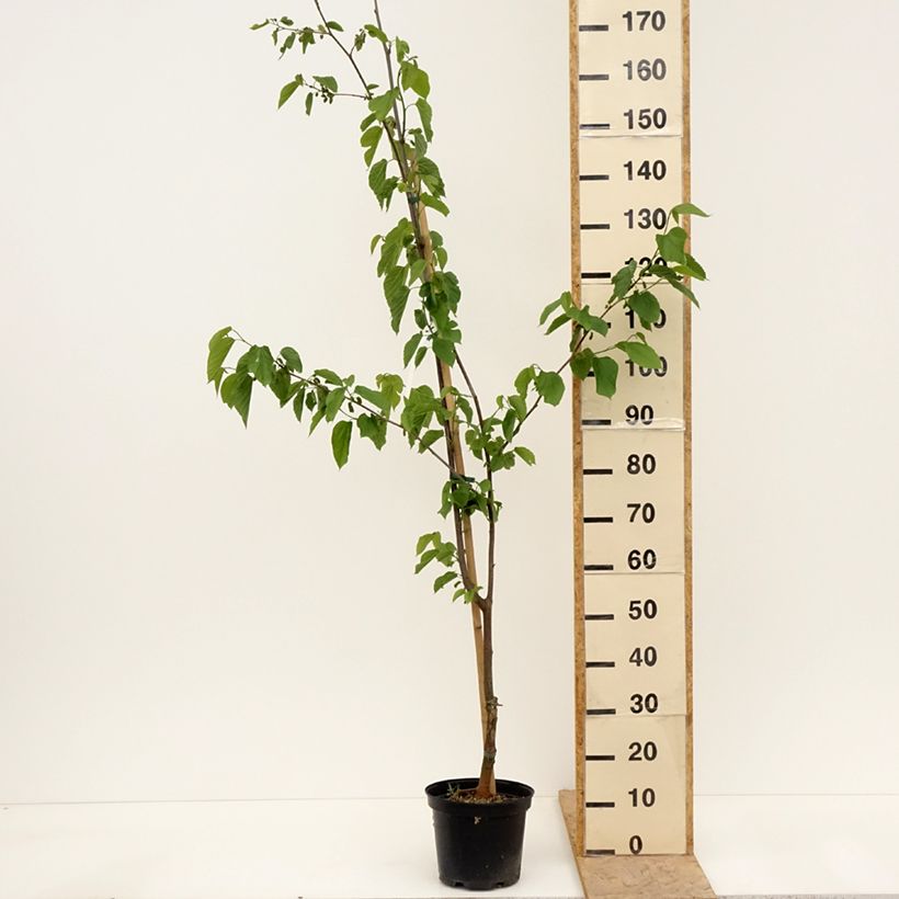 Morus Wellington - Mulberry 4L/5L potShipped height around 80/100cm sample as delivered in spring