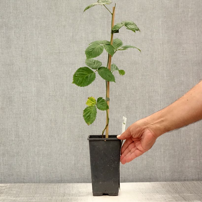 Thornless Blackberry Triple Crown - Rubus fruticosus 1.5L/2L pot, Clump sample as delivered in summer