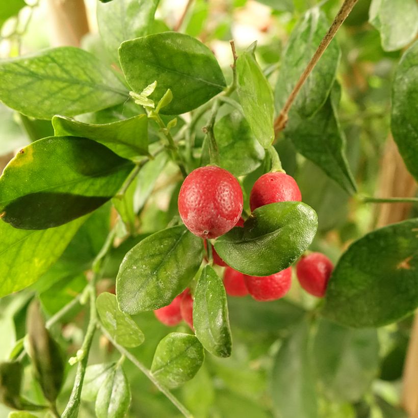 Murraya paniculata (Harvest)