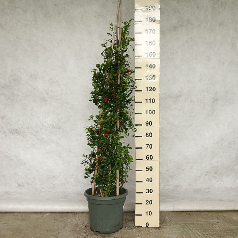 Murraya paniculata - Buis de Chine, Bois jasmin Pot de 18L sample as delivered in spring