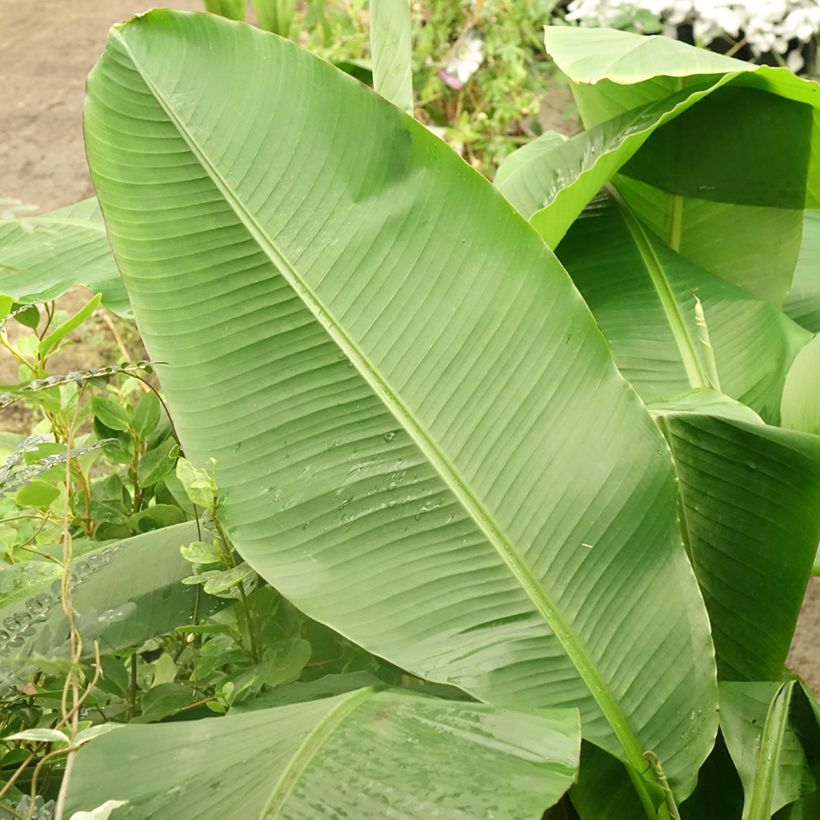 Musa basjoo Dajiao - Hardy Banana (Foliage)