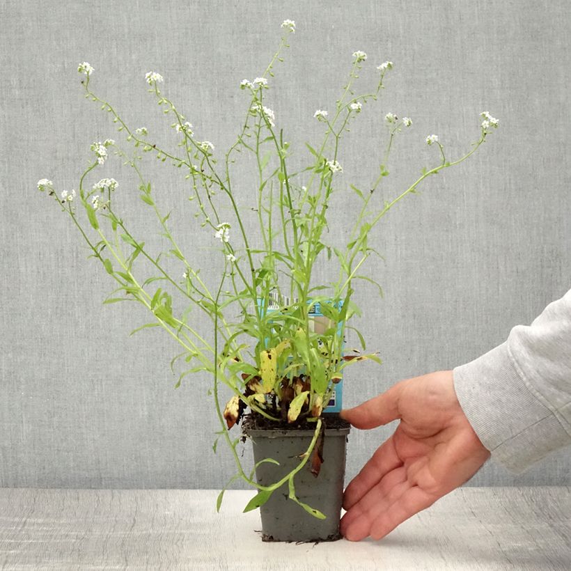 Myosotis scorpioides Alba - Forget-me-not 8/9 cm pot sample as delivered in summer