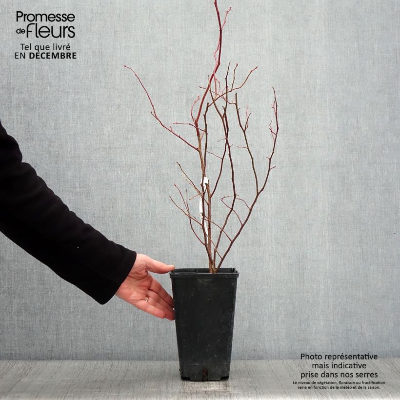 Vaccinium corymbosum Berkeley 1.5L/2L pot sample as delivered in autumn