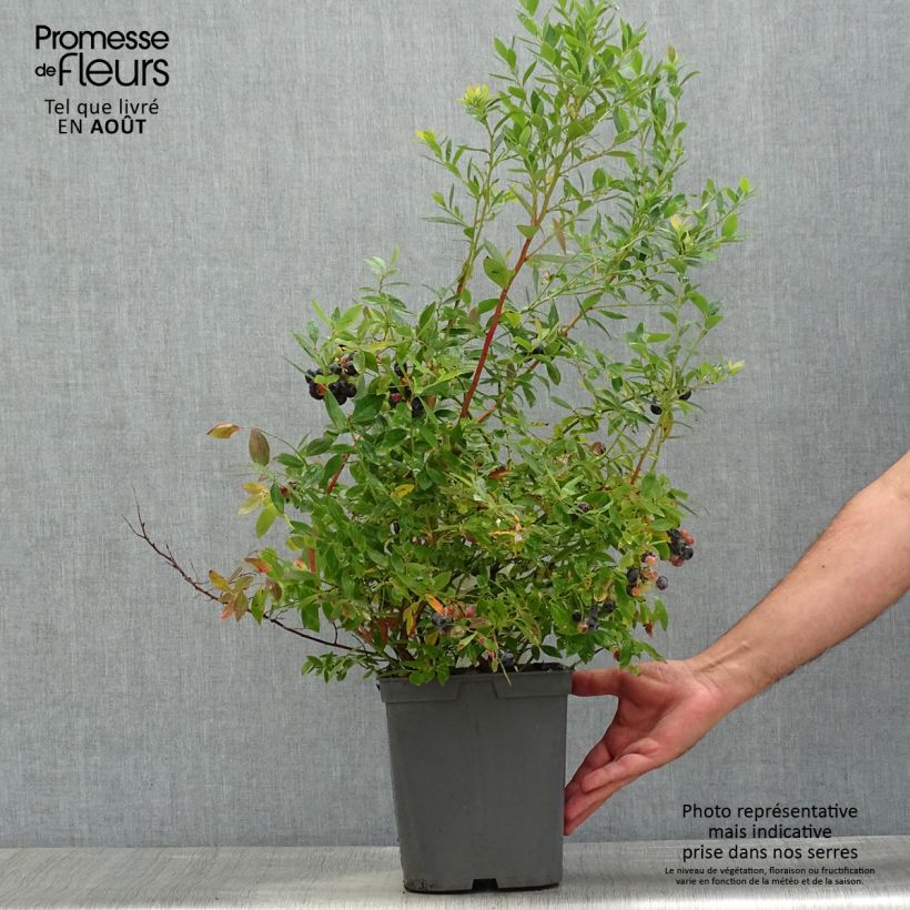 Vaccinium corymbosum Blue pearl- American Blueberry 4L/5L pot sample as delivered in summer