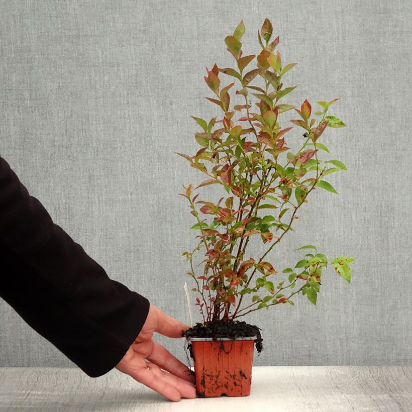 Vaccinium corymbosum Darrow- American Blueberry 8/9 cm potShipped height around 15/20cm sample as delivered in summer