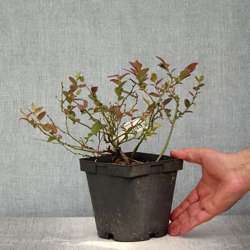 Vaccinium corymbosum Darrow- American Blueberry 1.5L/2L potShipped height around 30/40cm sample as delivered in summer
