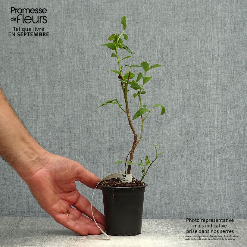 Vaccinium corymbosum Duke- American Blueberry 8/9 cm pot sample as delivered in autumn