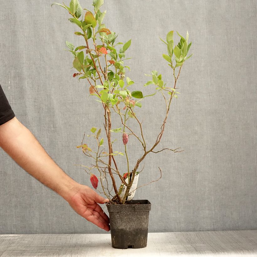 Vaccinium corymbosum Duke- American Blueberry 2L/3L potShipped height around 30/40cm sample as delivered in summer