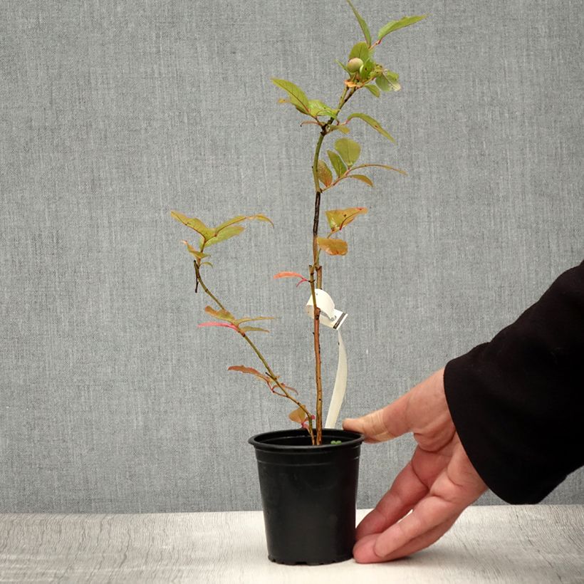Vaccinium corymbosum Ivanhoe- American Blueberry 8/9 cm pot 15/20cm sample as delivered in summer