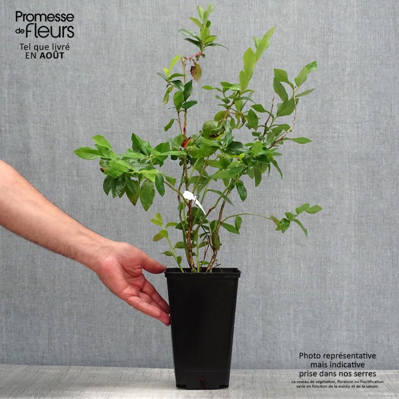 Vaccinium corymbosum Ivanhoe- American Blueberry 1.5L/2L pot, Bush sample as delivered in summer