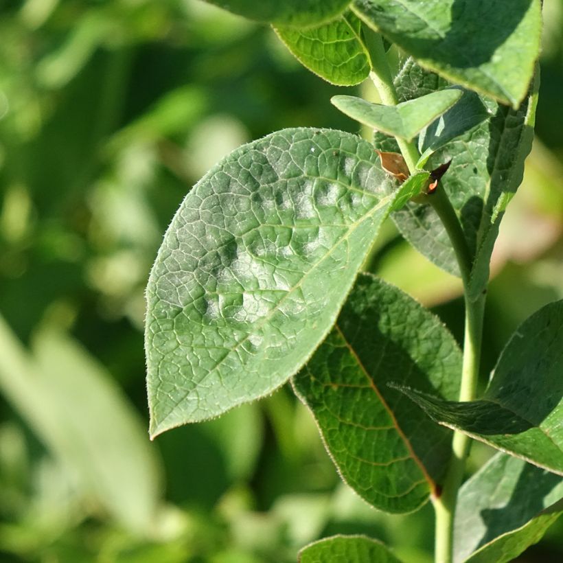 Vaccinium corymbosum Ivanhoe- American Blueberry (Foliage)
