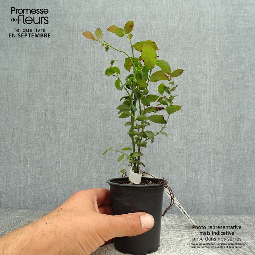 Vaccinium corymbosum Legacy- American Blueberry 8/9 cm pot sample as delivered in autumn